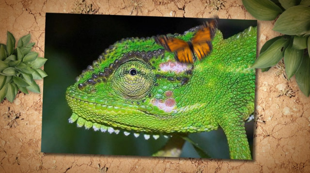 Animation of The Bearded Chameleon by Chris Mooney Singh
